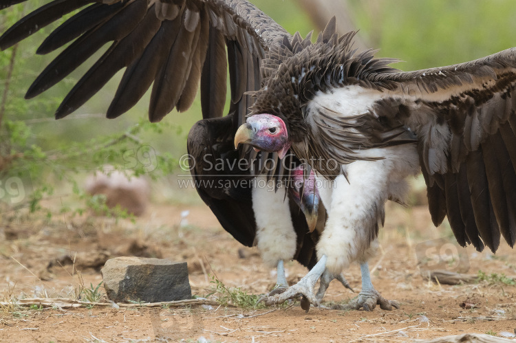 Avvoltoio orecchiuto, adulto che cammina con le ali aperte in segno di minaccia
