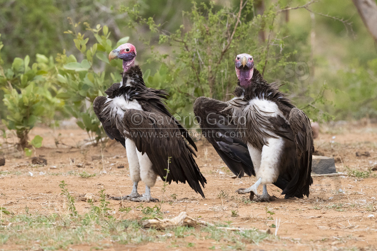 Lappet-faced Vulture, two adults standing on the ground