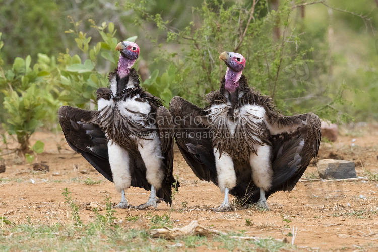 Lappet-faced vulture