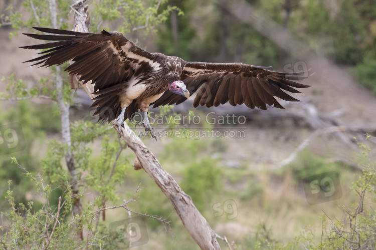 Avvoltoio orecchiuto, adulto in volo