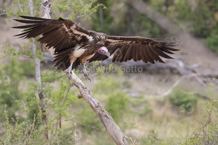 Lappet-faced Vulture