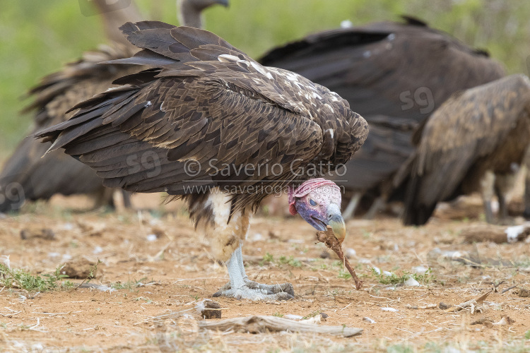 Avvoltoio orecchiuto, adulto con un osso nel becco