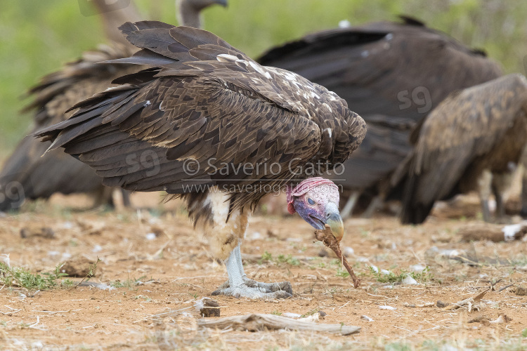 Lappet-faced Vulture, side view of an adult with a bone in its bill