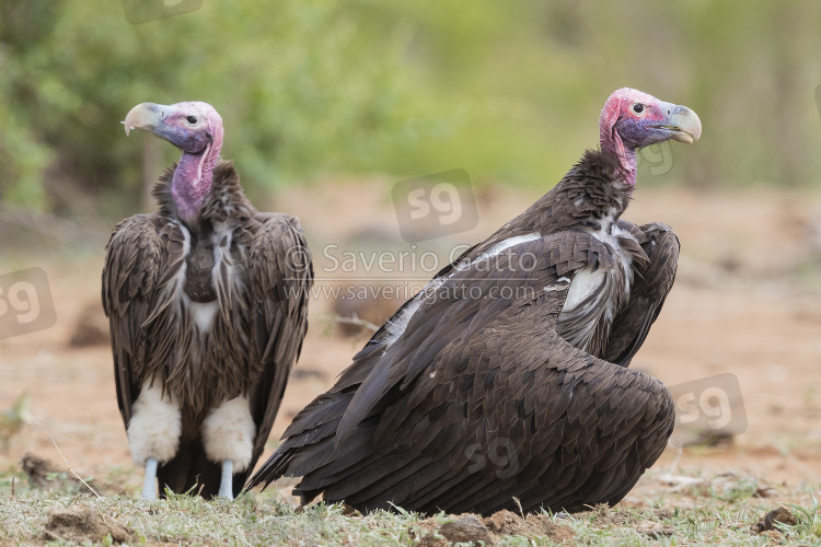 Avvoltoio orecchiuto, adulti posati sul terreno