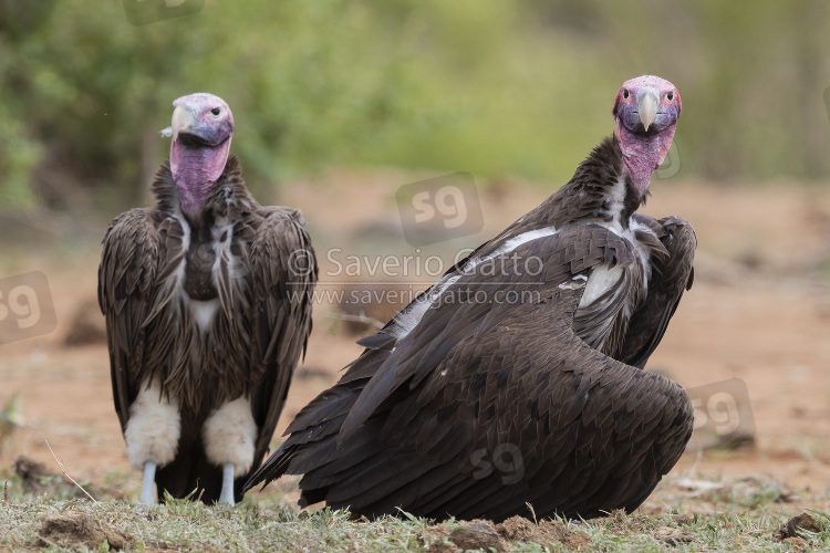 Avvoltoio orecchiuto, adulti posati sul terreno