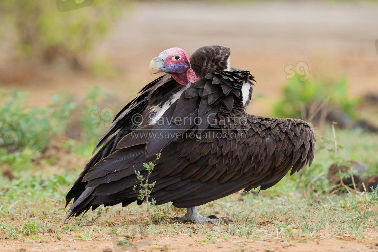 Avvoltoio orecchiuto, adulto posato sul terreno
