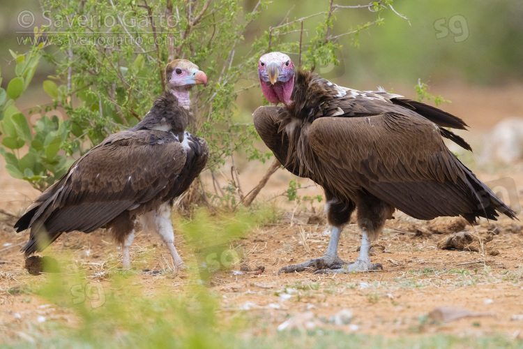 White-headed Vulture