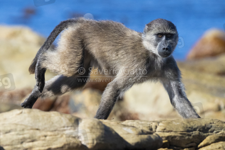 Cape Baboon, juvenile running on some rocks