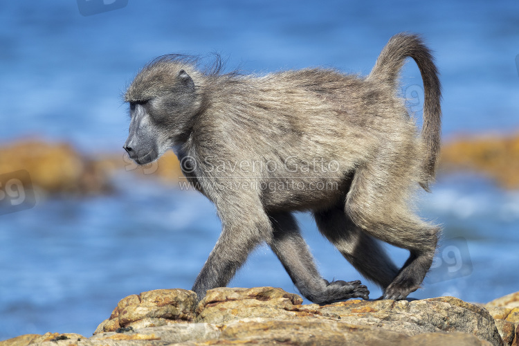 Cape Baboon, side view of an adult walking on some rocks