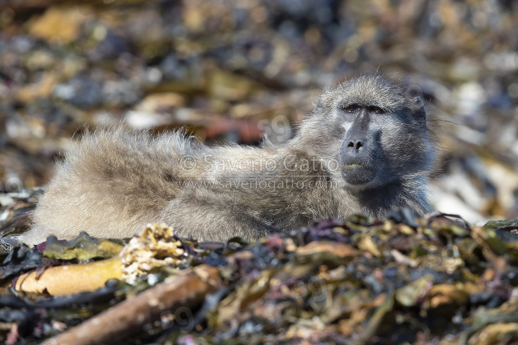 Cape Baboon, adult laid on the shore