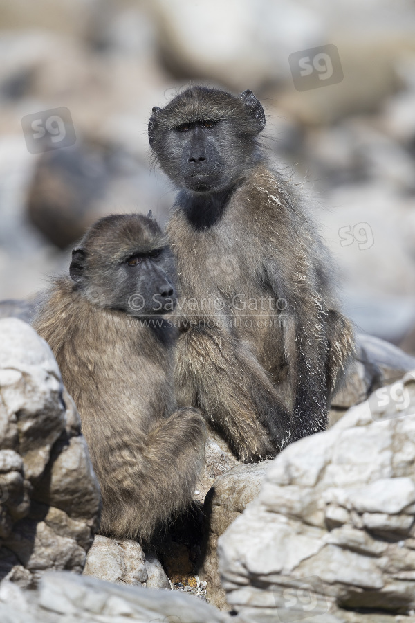 Cape Baboon