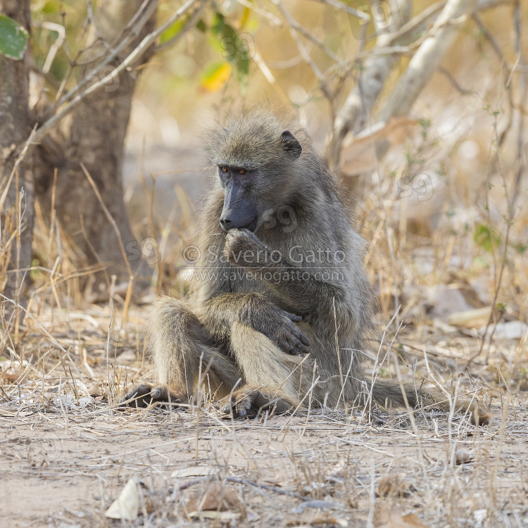 Cape Baboon, adult sitting on the ground