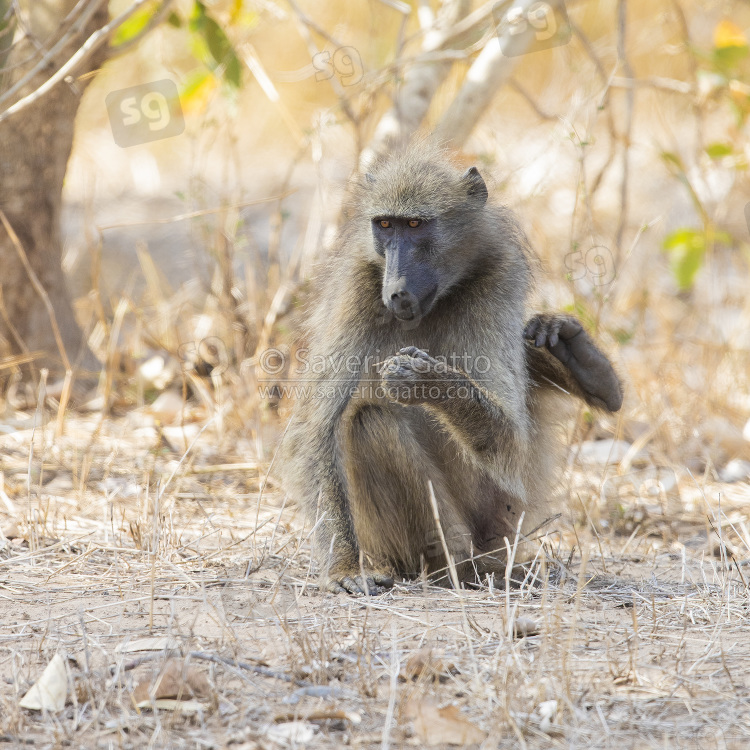 Cape Baboon, adult scratching itself