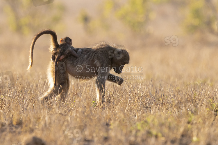 Cape Baboon, adult female carrying a cub on its back