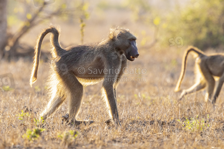 Cape Baboon, side view of an adult male walking on the ground