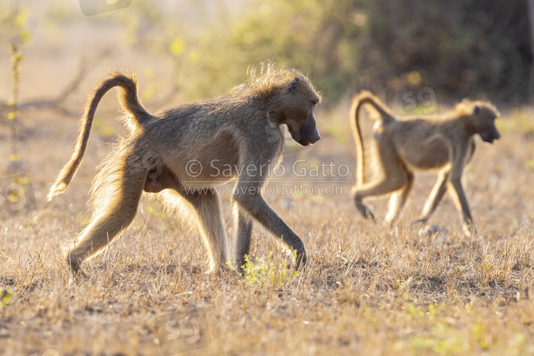 Cape Baboon, side view of an adult male walking on the ground