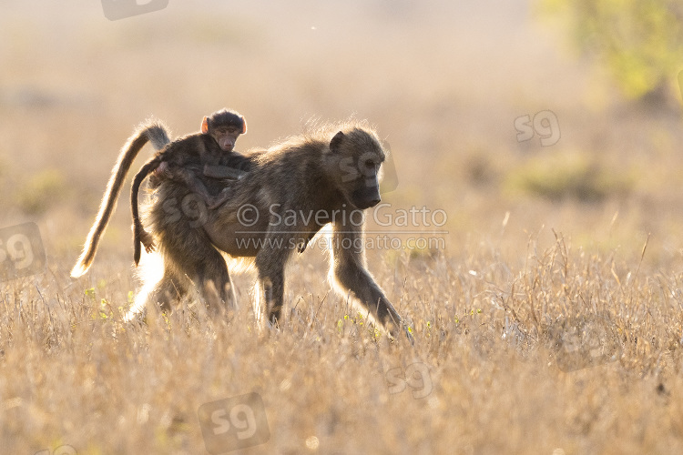 Cape Baboon, adult female carrying its cub on the back