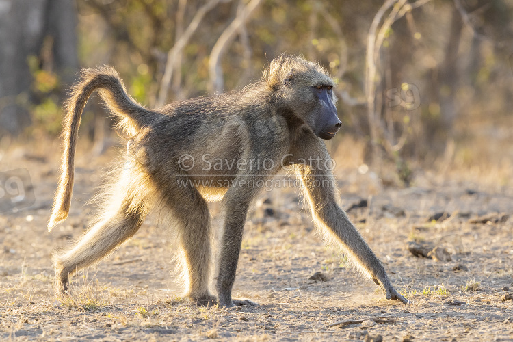 Cape Baboon, side view of an adult male walking