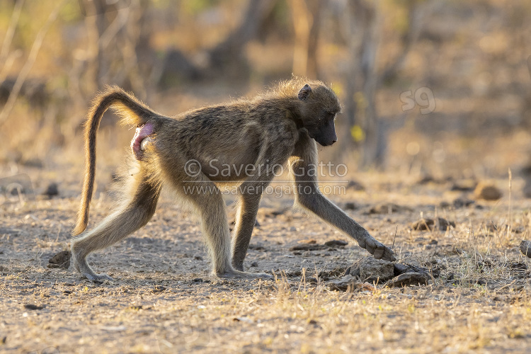 Cape Baboon, side view of an adult female walking