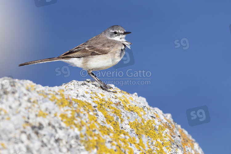 Cape Wagtail, side view of an adult perched on a rock