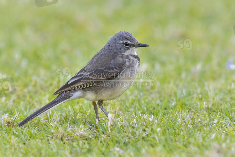 Cape Wagtail