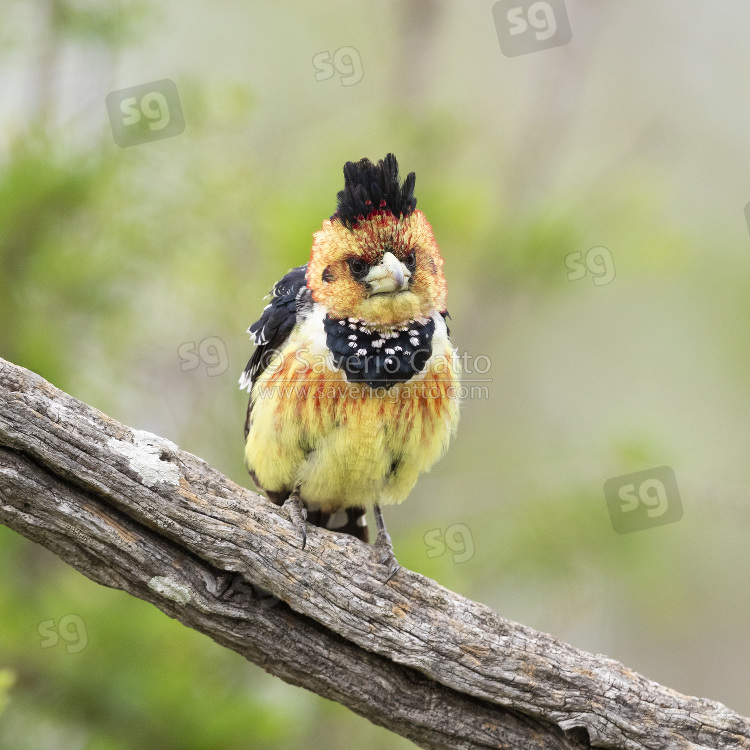 Crested Barbet, front view of an adult perched on a branch