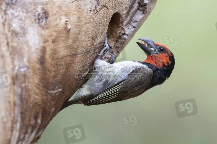 Black-collared Barbet, side view of an adult at the entrance of the nest