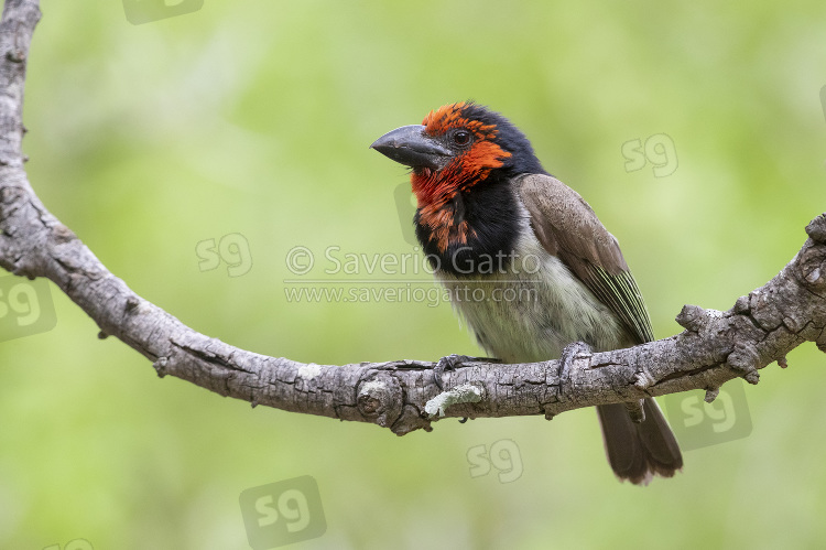 Black-collared Barbet, adult perched on a branch