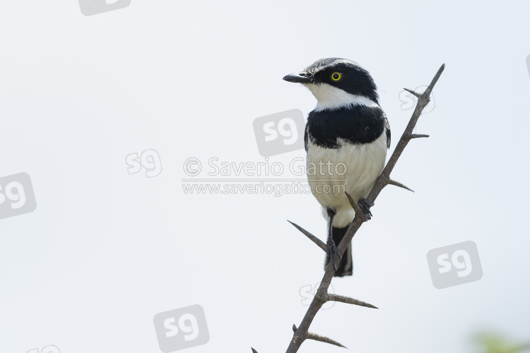 Chinspot Batis