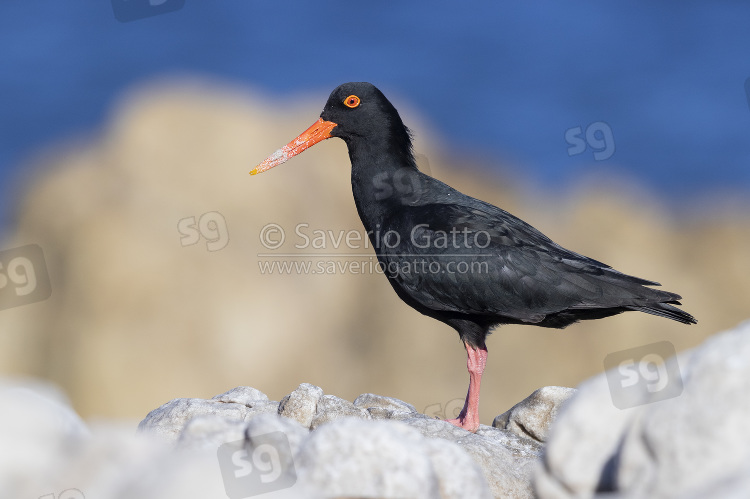 African Oystercatcher, side view of an adult standing on a rock