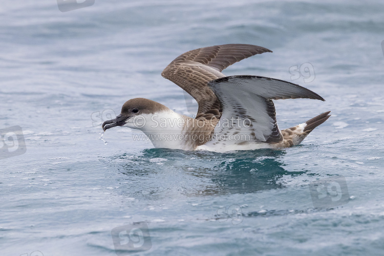 Great Shearwater, side view of an individual with its wings opened