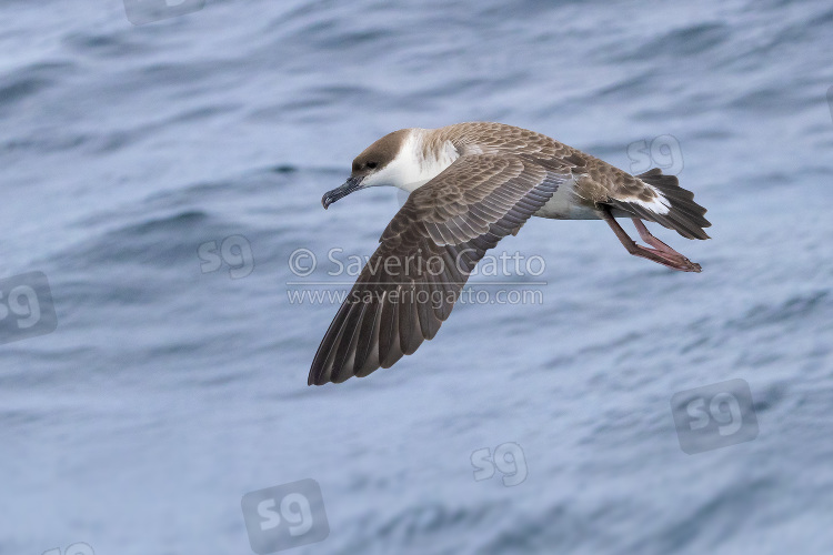 Great Shearwater, side view of an individual in flight