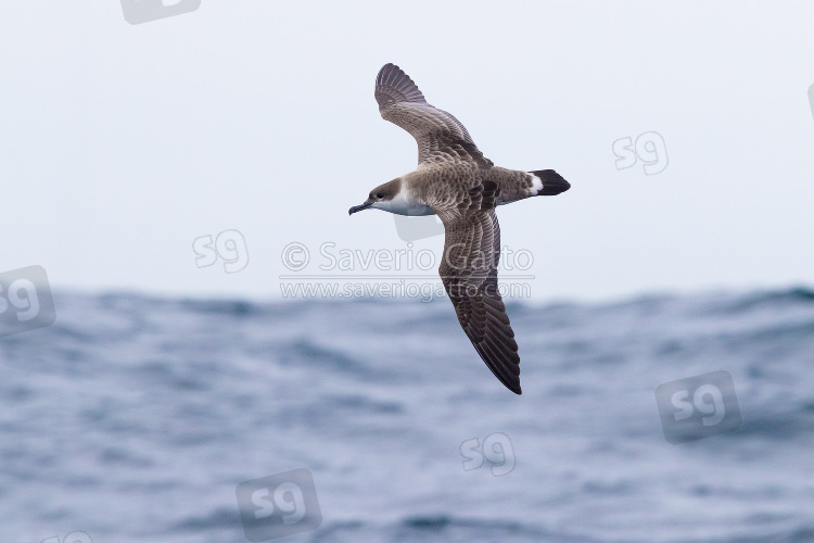 Great Shearwater, individual in flight seen from the above