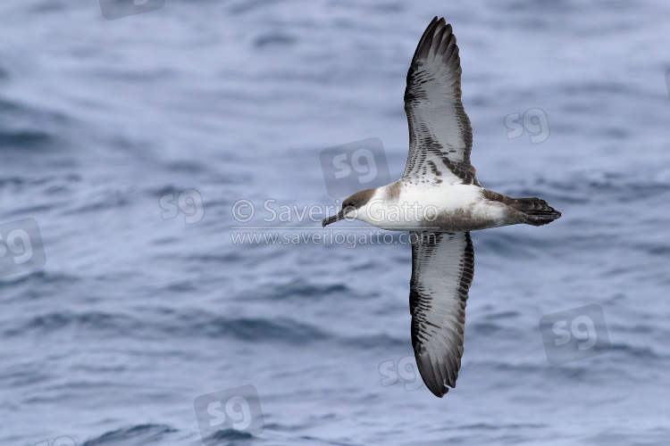 Great Shearwater, individual in flight showing underparts