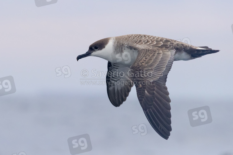 Great Shearwater, side view of an adult in flight