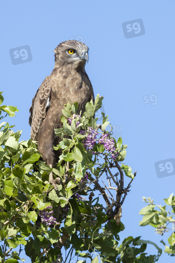 Brown Snake Eagle, adult perched on a tree