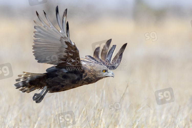 Brown Snake Eagle, side view of an adult in flight