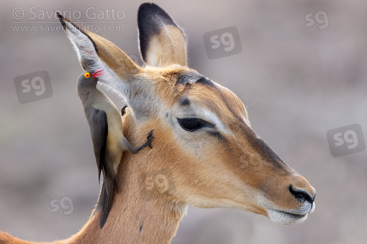 Impala and Red-billed Oxpecker, looking for parasites in the ear of an impala (aepyceros melampus)