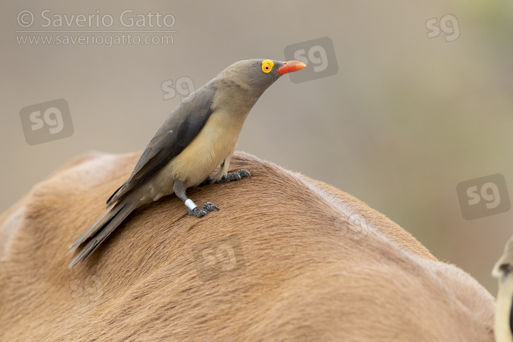 Bufaga beccorosso, adulto sulla schiena di un impala