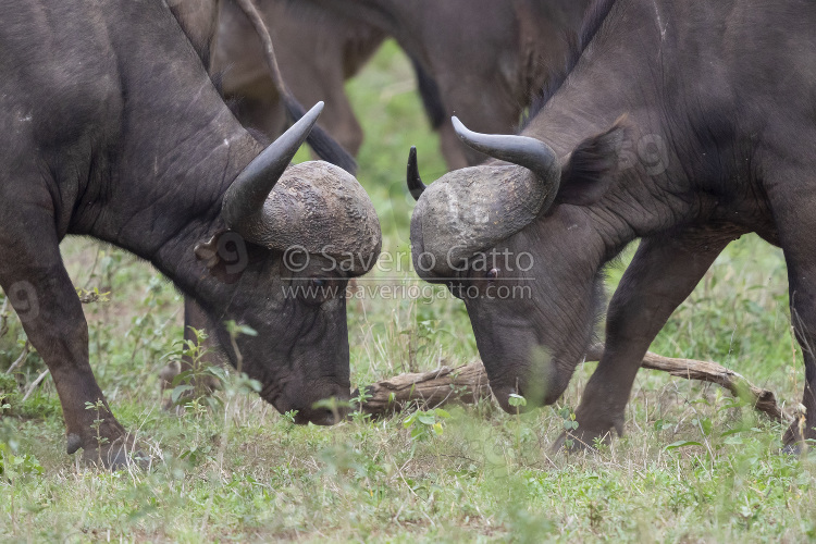 African Buffalo, two males fighting