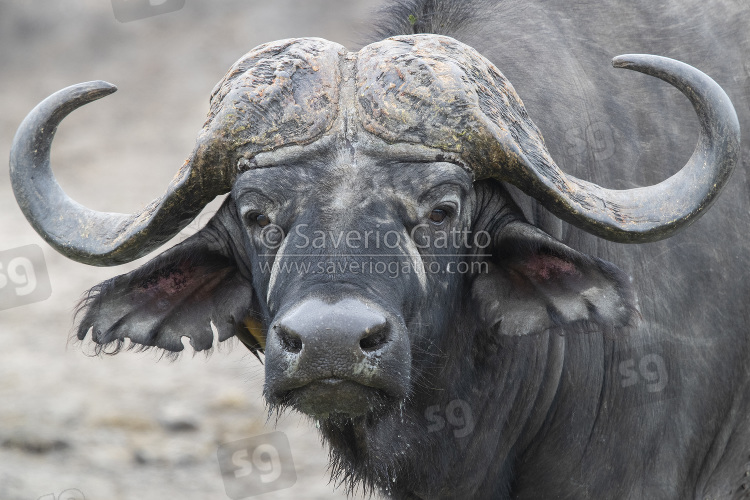 African Buffalo, adult male close-up