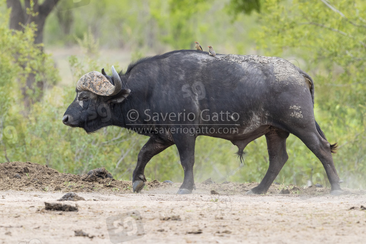 African Buffalo, adult male walking