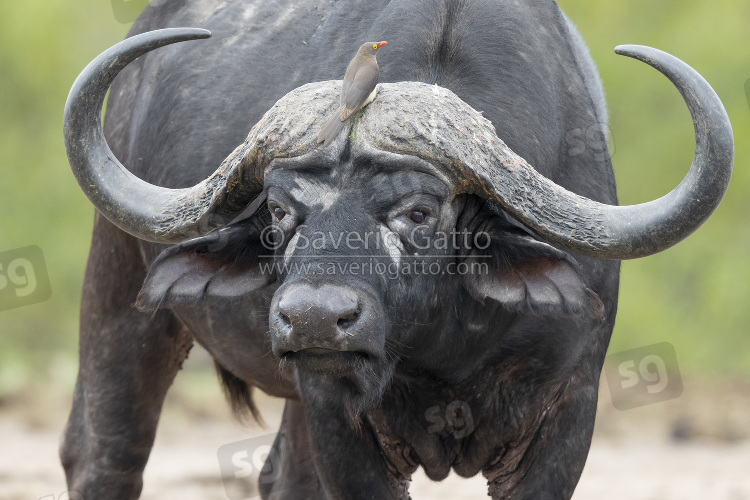 African Buffalo, adult male close-up