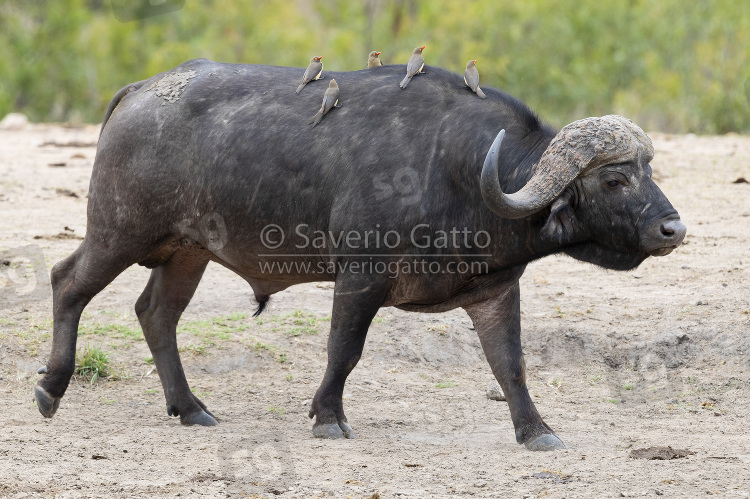 African Buffalo, adult walking with red-billed oxpeckers on the back