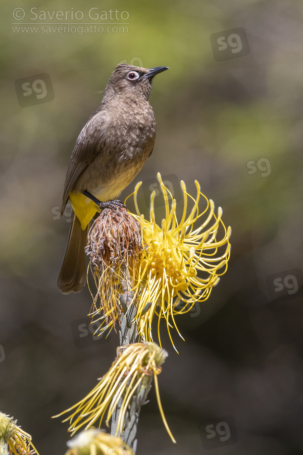 Cape Bulbul, adult perched on a flower