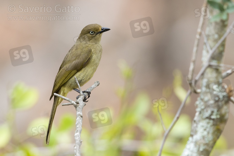 Sombre Greenbul, side view of an adult perched on a branch