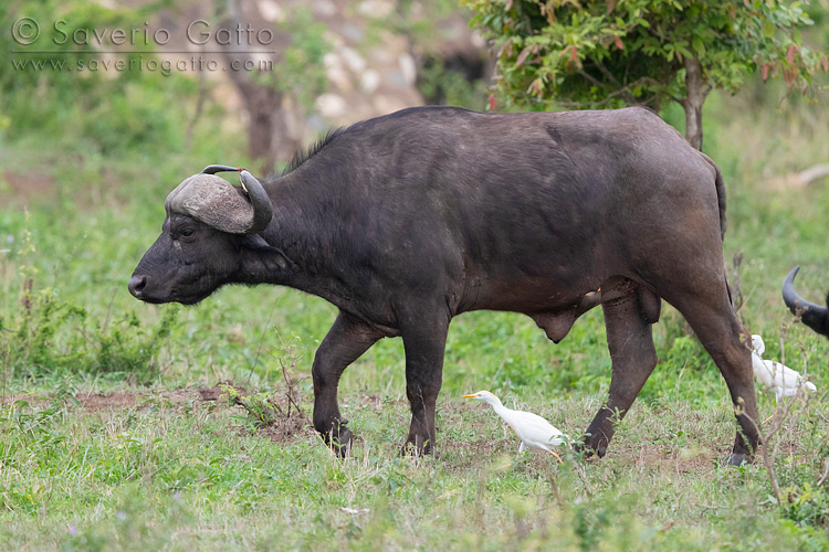 African Buffalo, side view of an adult male followed by cattle egrets