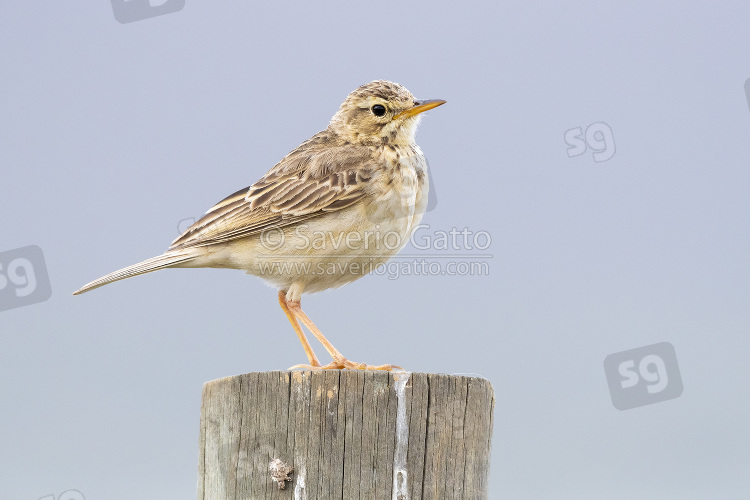 African Pipit