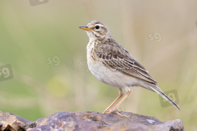 African Pipit, side view of an adult standing on the ground