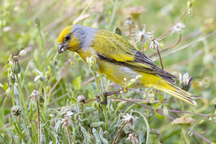 Cape Canary, adult male feeding among the grass